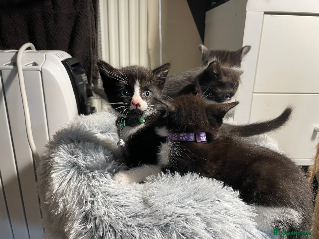 Mixed Breed cats for sale: Three energetic kittens: Noodle, Peanut and Daisy - Advert 21