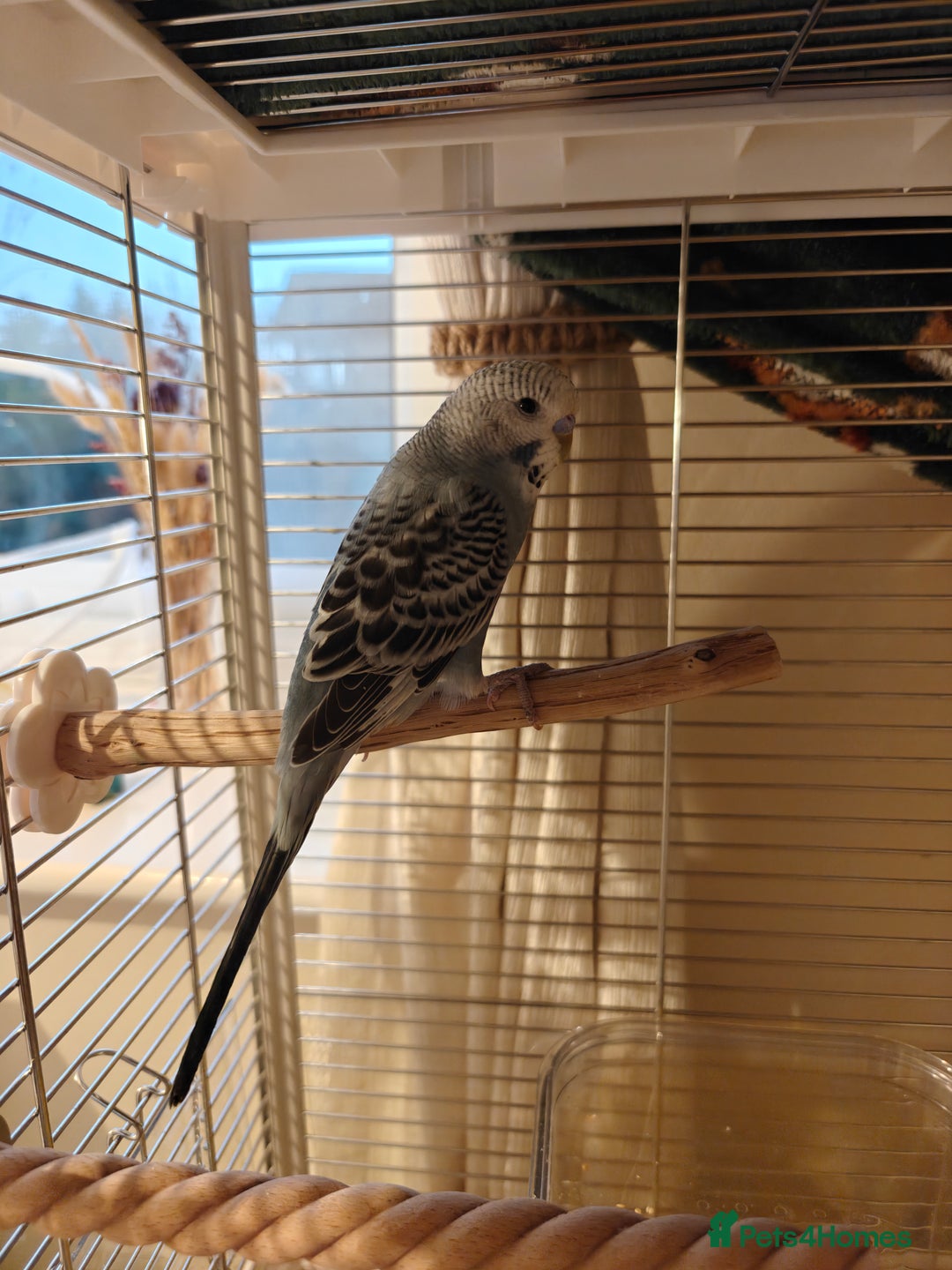 Budgerigars birds for sale: Pair of Young Male Budgies + Cage & Equipment - Advert 3