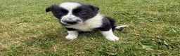Border Collie dogs for sale: Border Collie Puppies  in Swansea - Advert 4