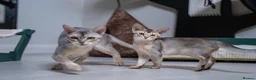Abyssinian cats for sale: Basilio-Silver Abyssinian- Cutest & Ready NOW! - Advert 1