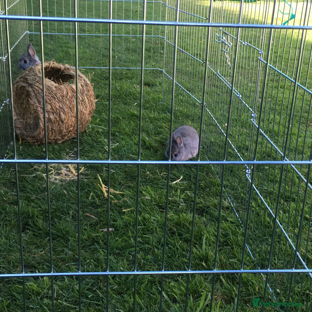 Netherland Dwarf rabbits for sale: Chinchilla Netherland Dwarf in Blackburn - Advert 2