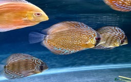 Discus fish for sale: Discus fish - Image 1