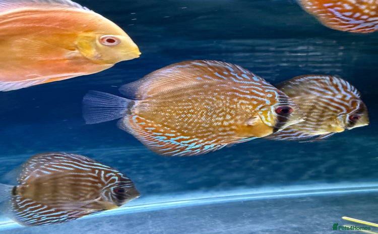 Discus fish - Advert 2