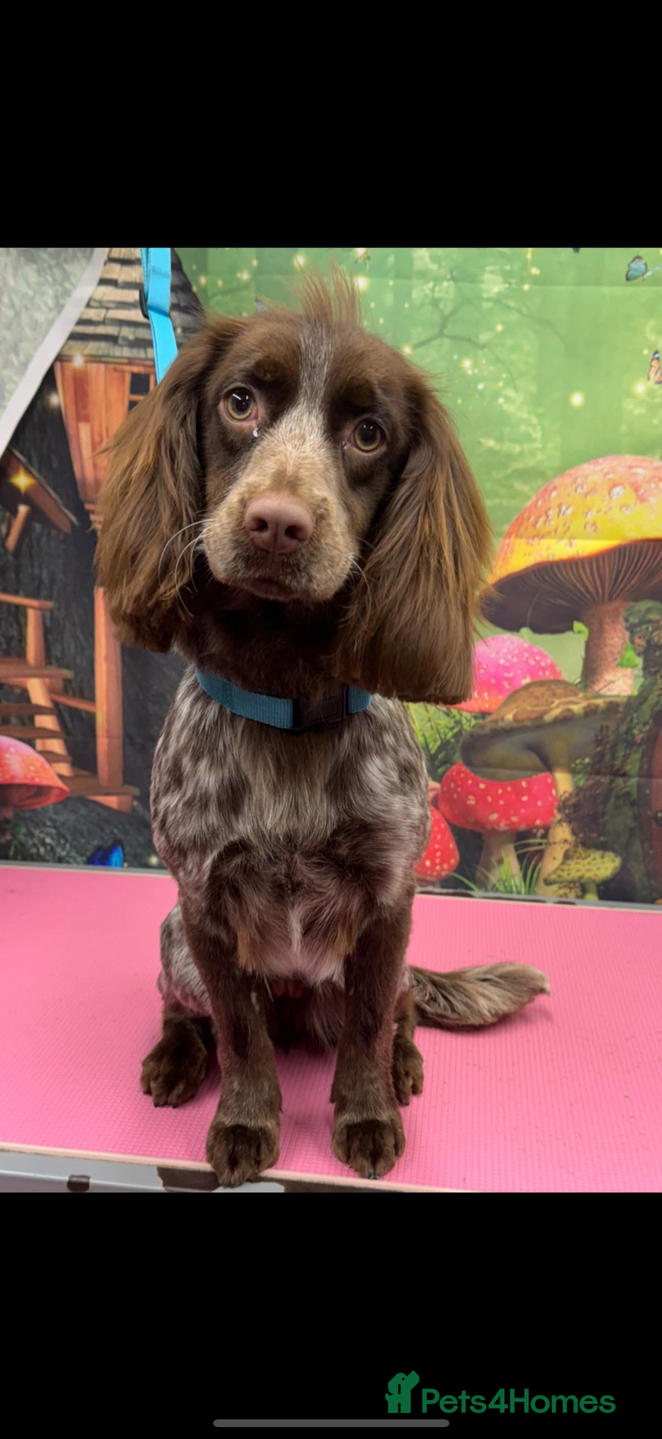 Cocker Spaniel dogs Cocker spaniel 2 years old  - Advert 4