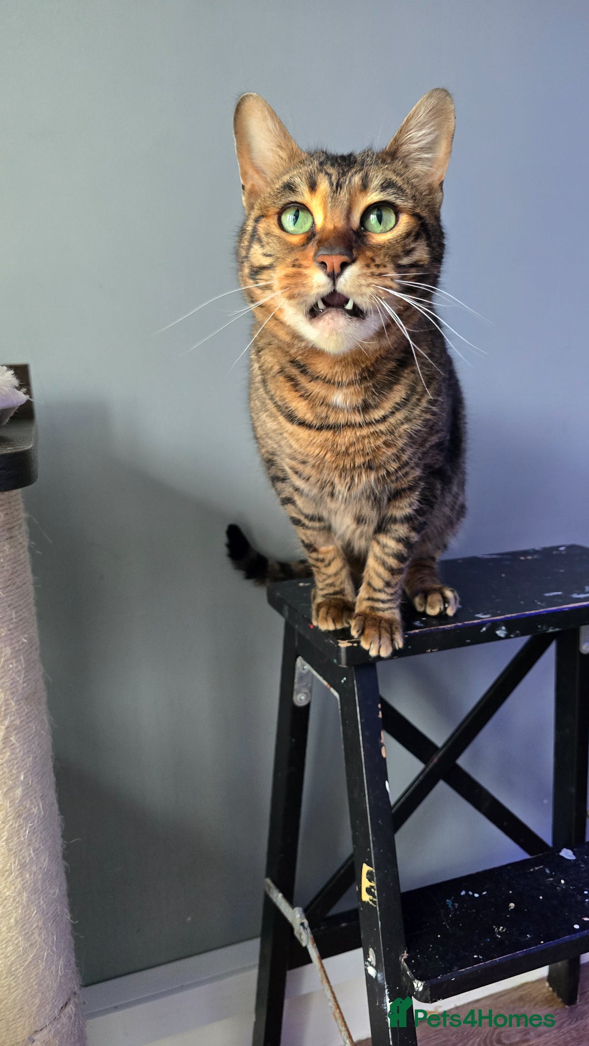 Toyger cats Female Toyger - Advert 3
