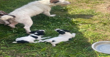 Jack Russell dogs - Advert 8