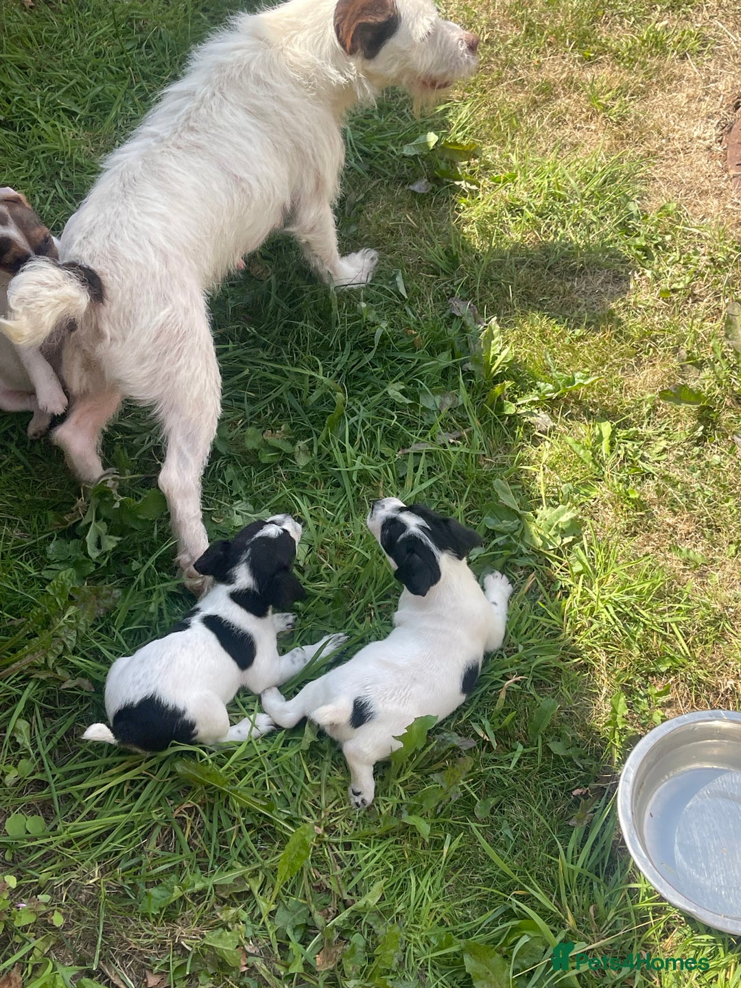Jack Russell dogs for sale: Jack Russell puppies  - Image 3