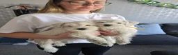 Miniature Schnauzer dogs for sale: 🐾 White Miniature Schnauzer Girls  🐾 - Advert 6