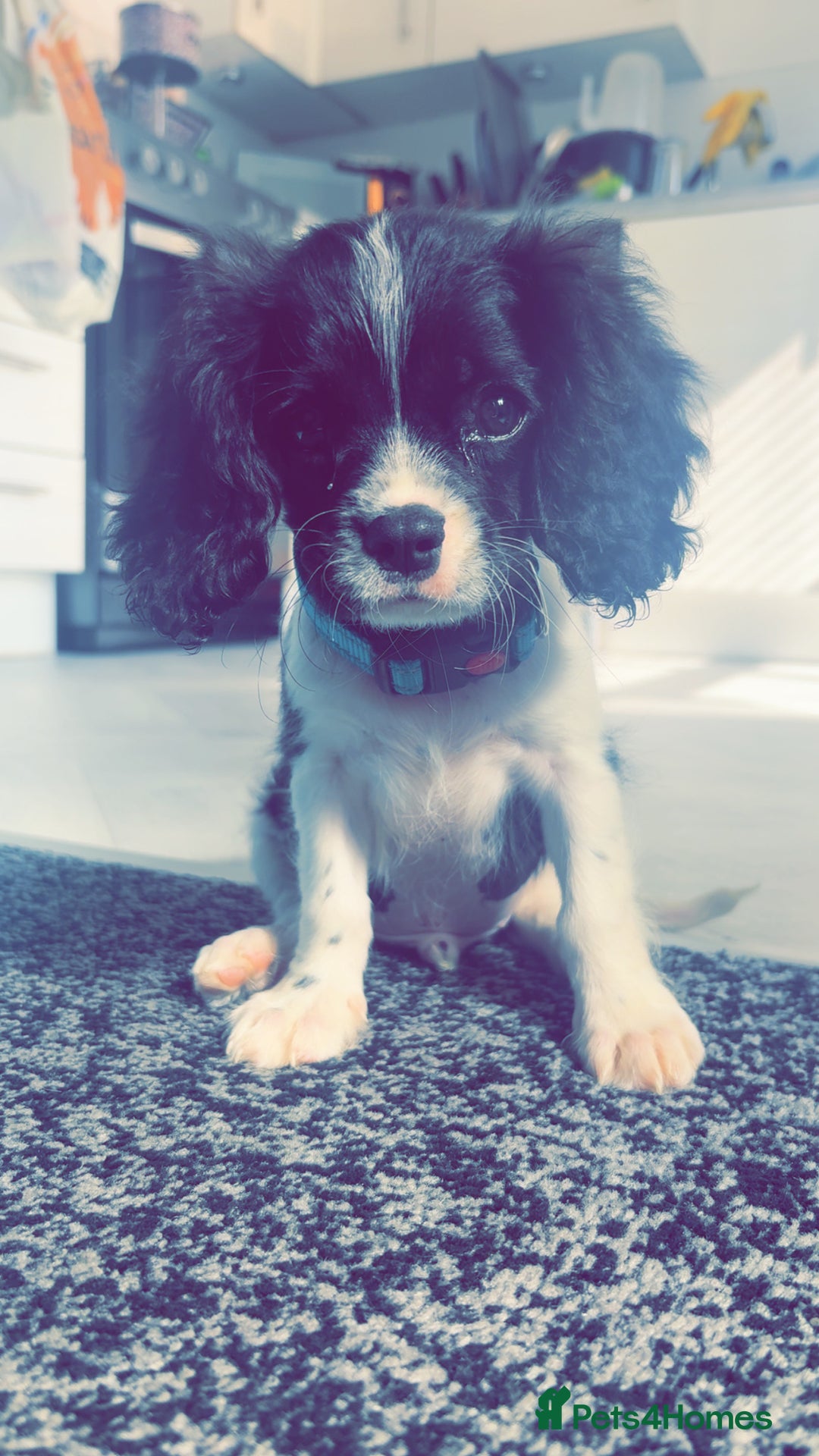 Cavalier King Charles Spaniel dogs for sale: king charles  - Image 3