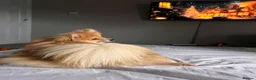 Pomeranian dogs for sale: Pomeranian in Watford - Advert 5