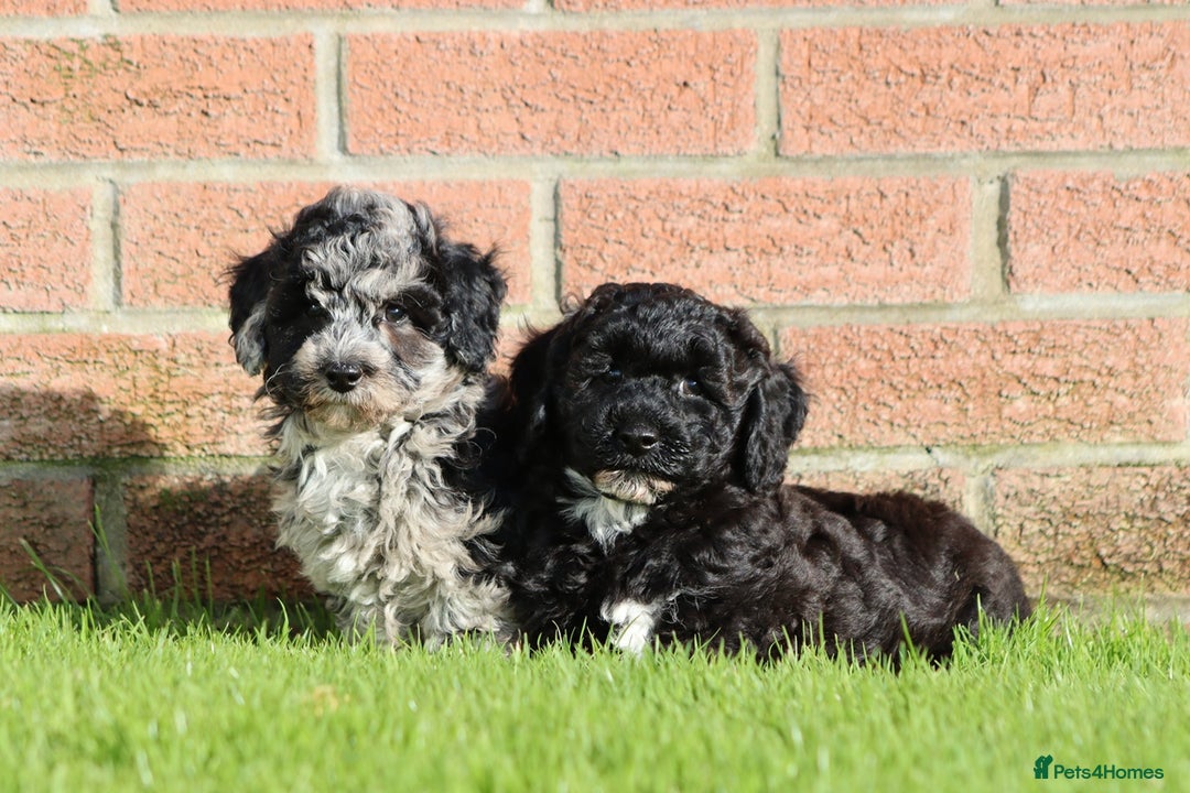 Poochon dogs for sale: F1 Poochon puppies For Sale  - Image 29