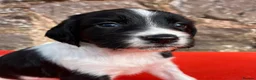 English Springer Spaniel dogs for sale: With an OFF SWITCH springers - Advert 9