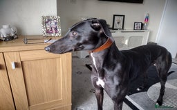 Greyhound dogs for sale: 3 year old retired greyhound, stunning - Image 4