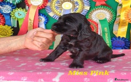 Cocker Spaniel dogs for sale: KC registered Show Cocker Spaniels puppues - Image 7