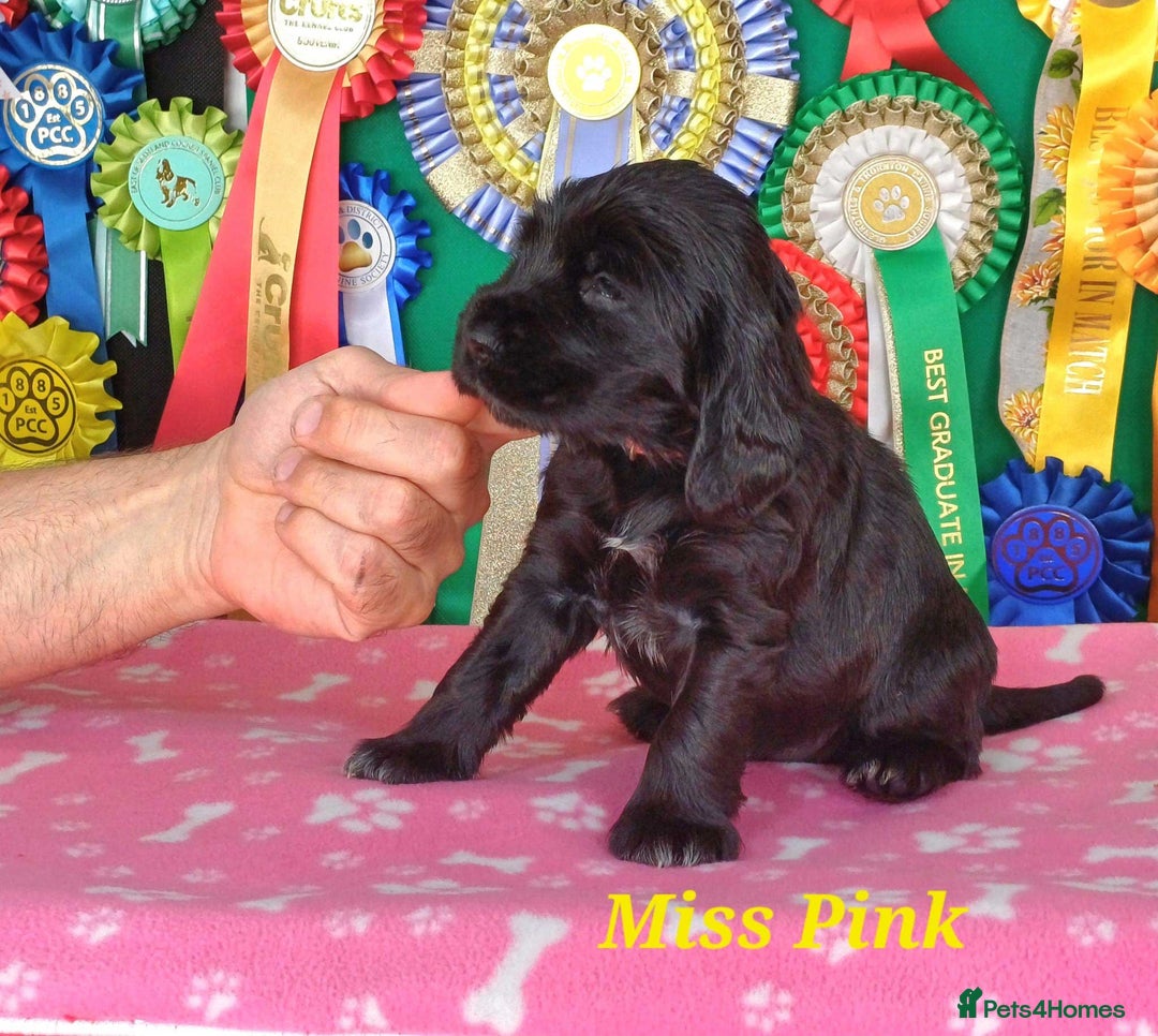 Cocker Spaniel dogs for sale: KC registered Show Cocker Spaniels puppues - Image 7
