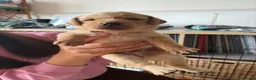 Labrador Retriever dogs for sale: One puppy left!! Health tested Labs-Yellow/Fox Red - Advert 9