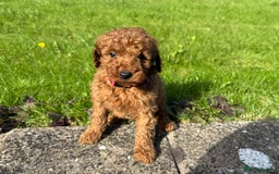 Miniature Poodle dogs for sale: Dark Red Miniature Poodle puppies  - Image 5
