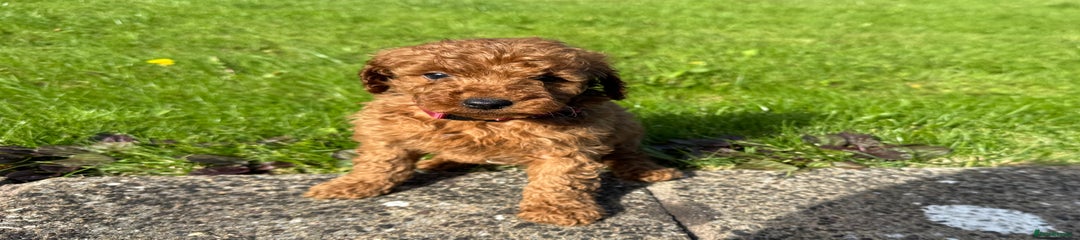 Miniature Poodle Puppy 4