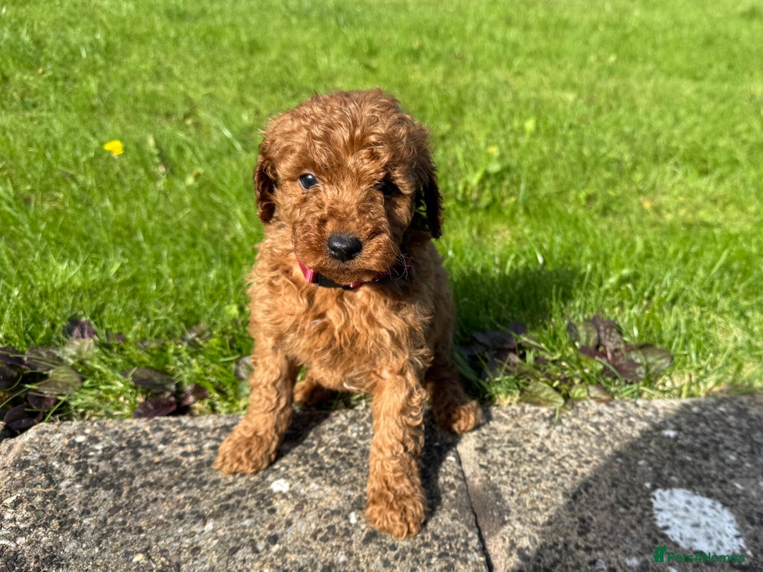 Miniature Poodle dogs for sale: Dark Red Miniature Poodle puppies  - Image 5