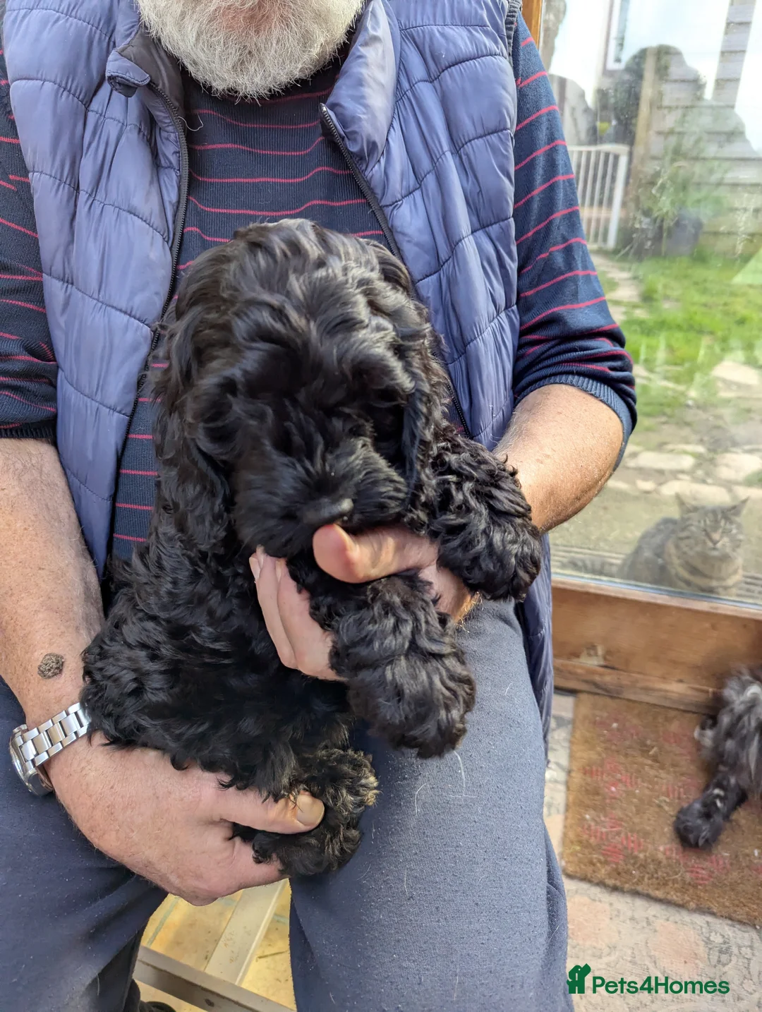 Cockapoo dogs for sale: F 1 show, cockapoo puppies.READY TO GO - Advert 1