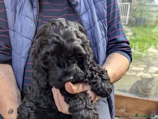 Cockapoo dogs F 1 show, cockapoo puppies.READY TO GO - Advert 10