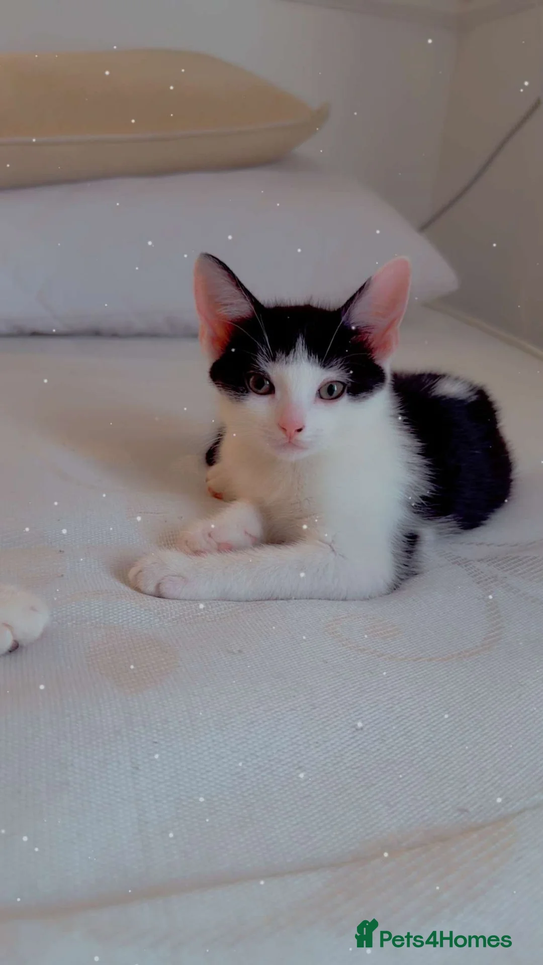 Mixed Breed cats for sale: Black and white kitten for sale - Advert 1