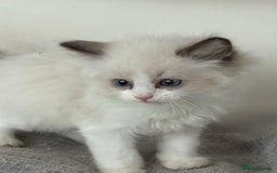 Ragdoll cats for sale: 4 fluffy boys - Image 3