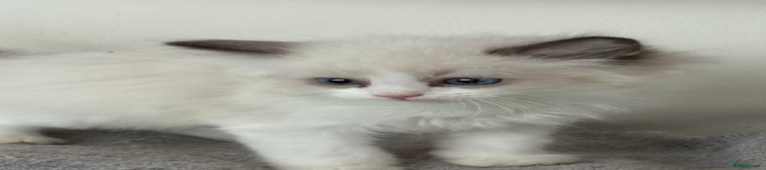 Ragdoll Kitten 2