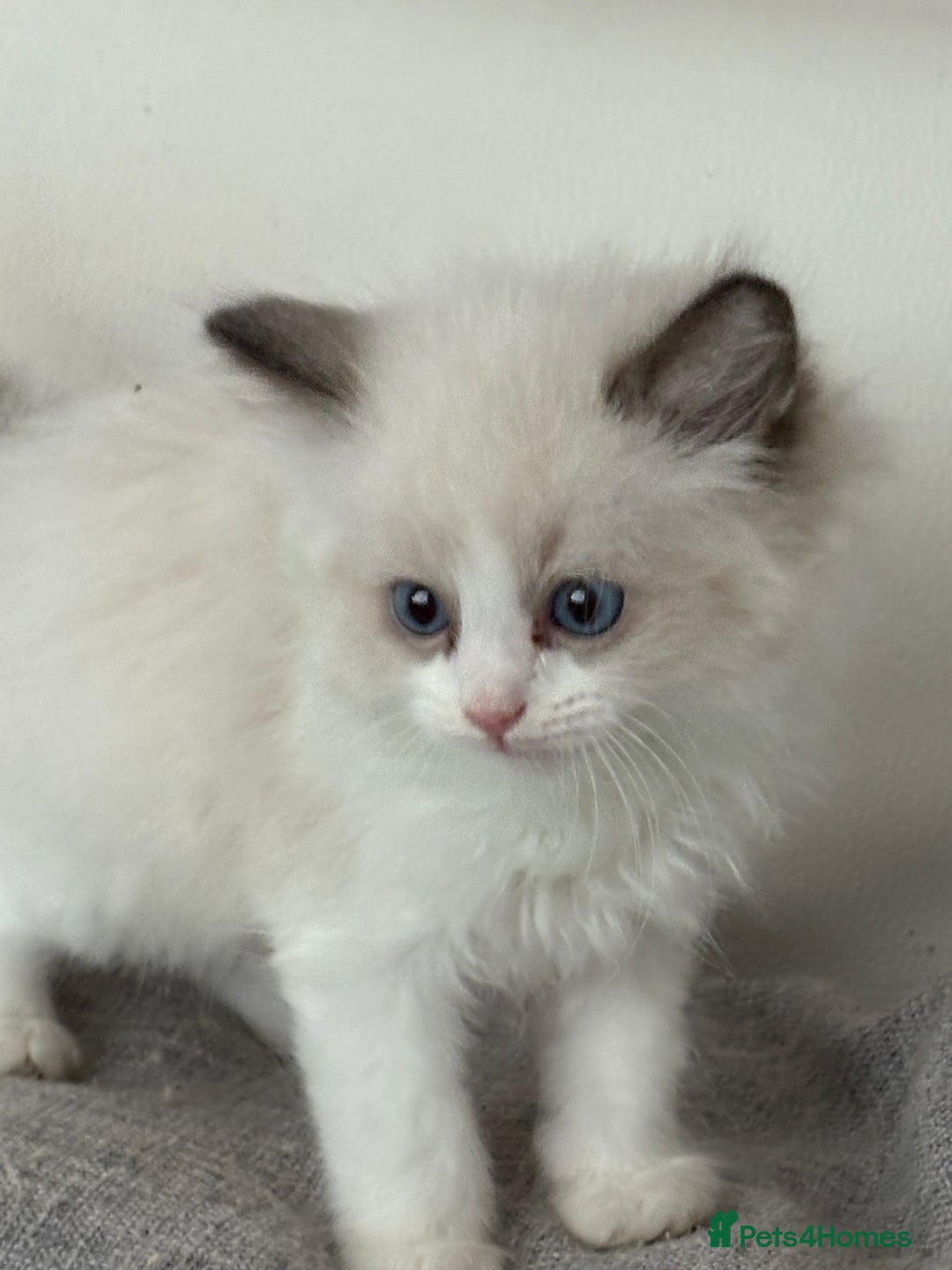 Ragdoll cats for sale: 4 fluffy boys - Image 3