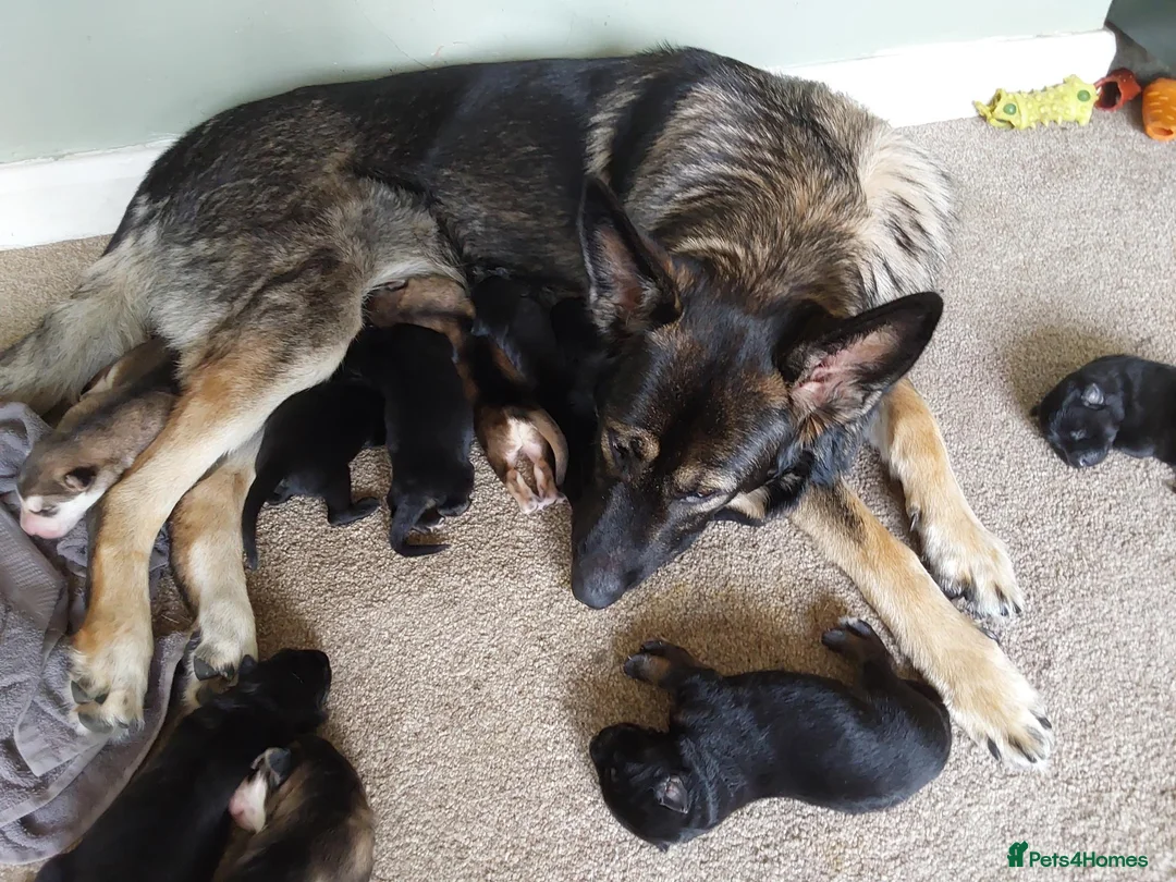 German Shepherd dogs for sale: German Shepherd pups straight backed - Advert 4