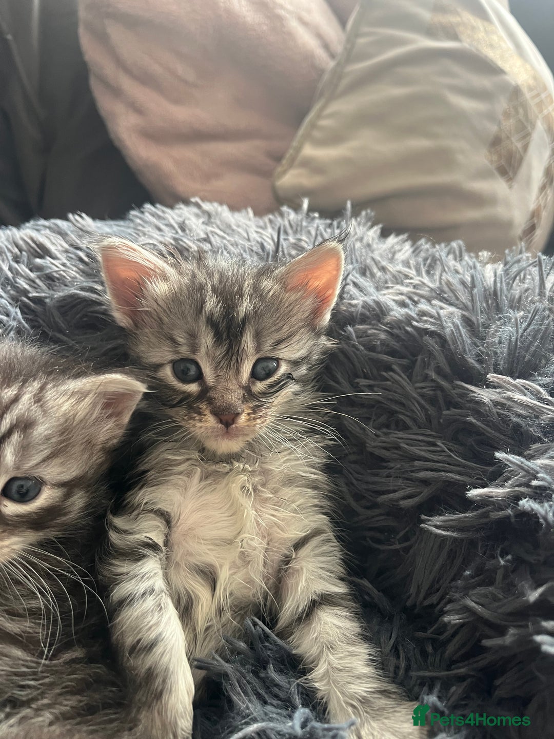 Maine Coon cats for sale: Maine coone kittens  - Image 11