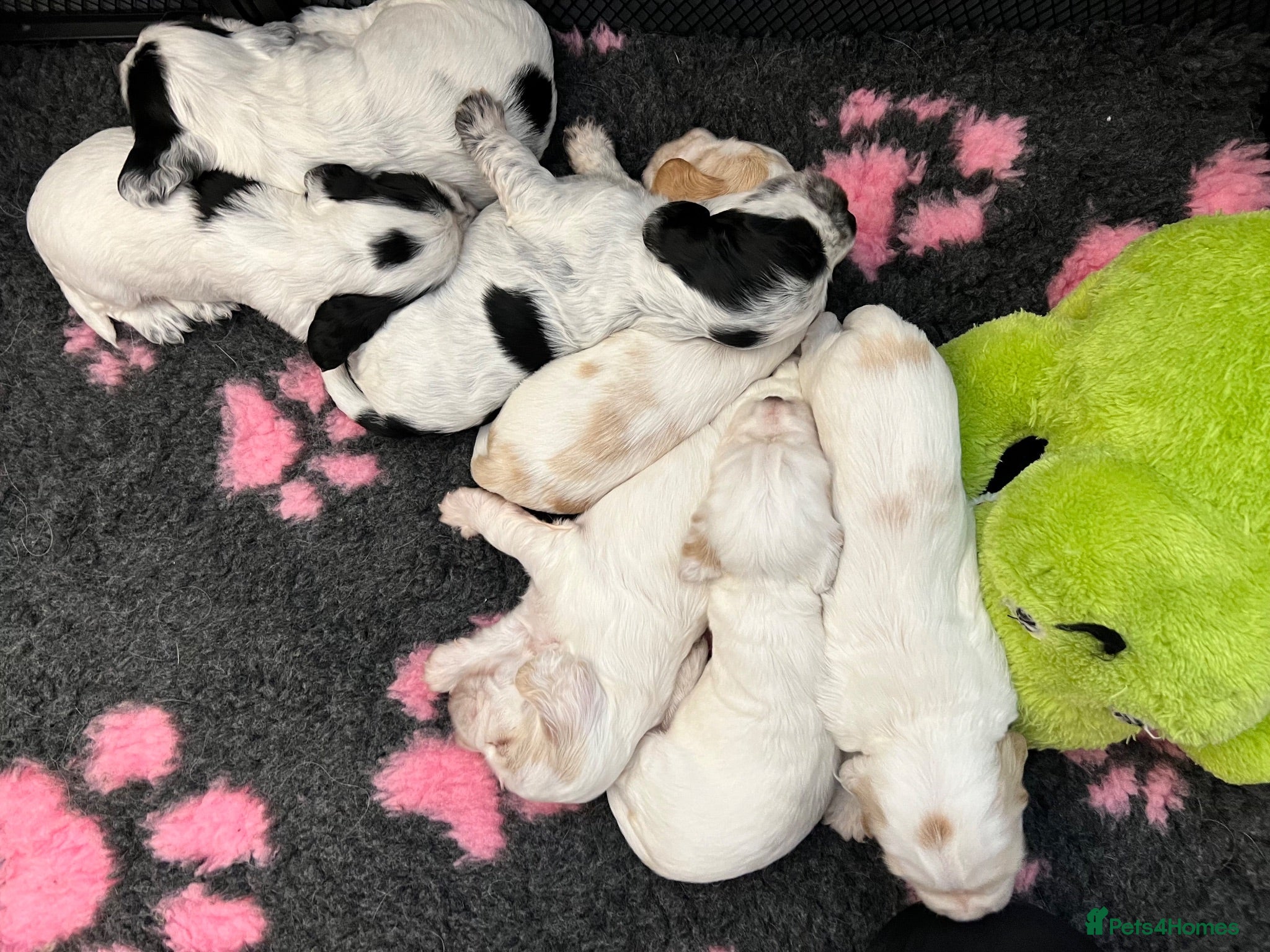 Cocker Spaniel dogs Gorgeous Show Type Cocker Spaniel Puppies KC Reg - Advert 1