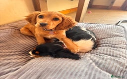 Cockalier dogs for sale: Rehoming Two Young Female Spaniels  - Image 14
