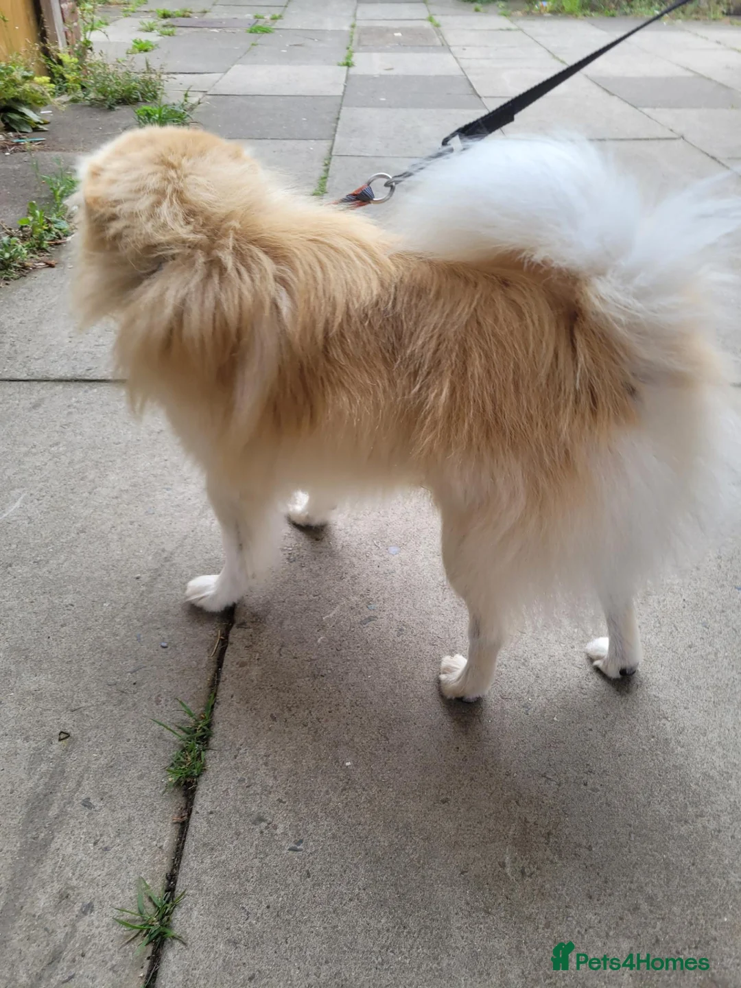 Pomeranian dogs for sale: Male pomeranian 2 years old  in Crawley - Advert 2