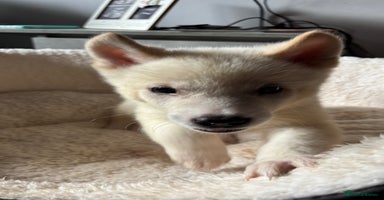 Akita dogs - Advert 5