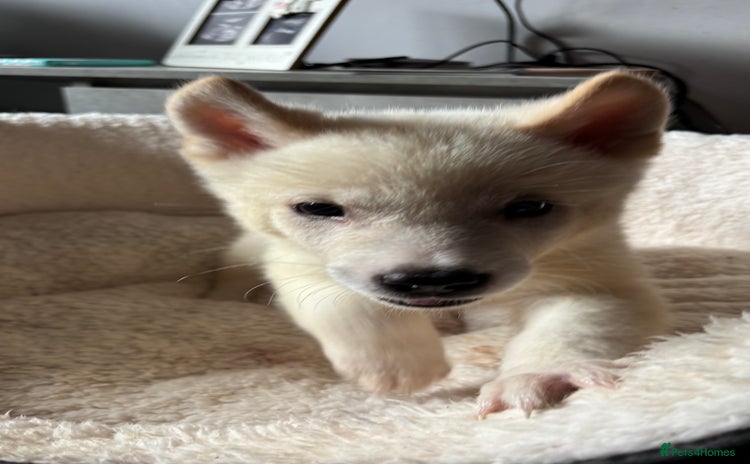 Akita dogs - Advert 12