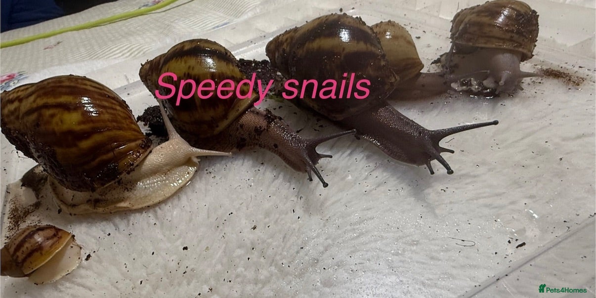Snails invertebrates OVUM XXL - Advert 2