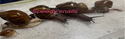 Snails invertebrates for sale: OVUM XXL - Advert 2