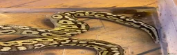 Python Snake reptiles for sale: Bamboo Orange dream male  - Advert 7