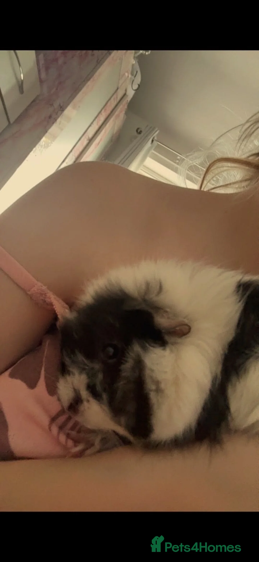 Guinea Pig rodents for sale: Pair of Female Guinea Pigs - with cage - Advert 2