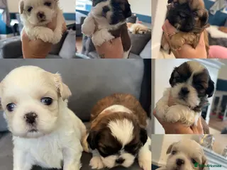 Shih Tzu dogs Stunning imperial shih tzu puppies - Advert 4