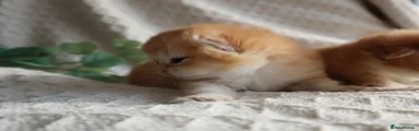 Crumpet