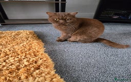 British Shorthair cats for sale: British short haired sisters  - Image 3