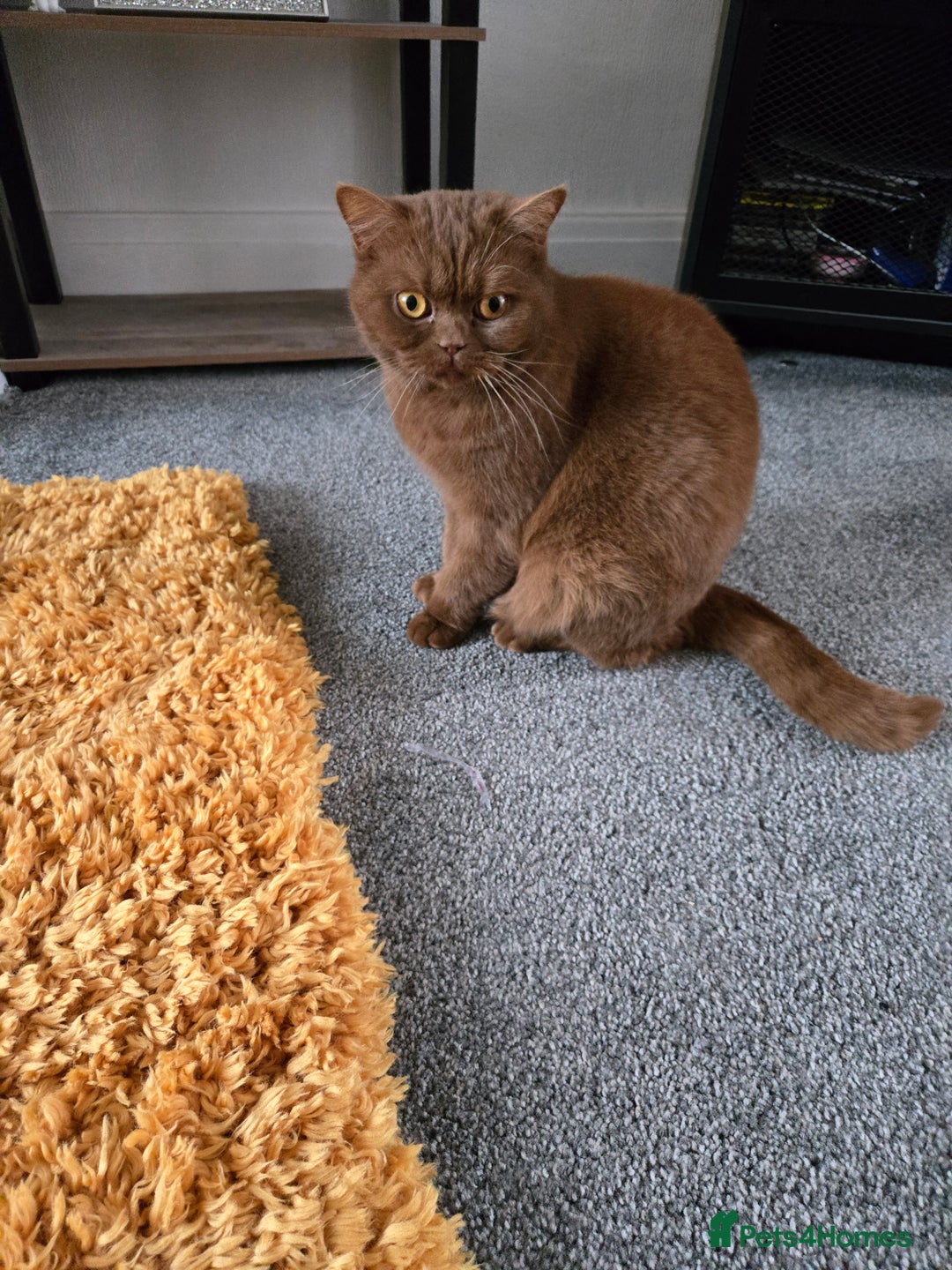 British Shorthair cats for sale: British short haired sisters  - Image 3
