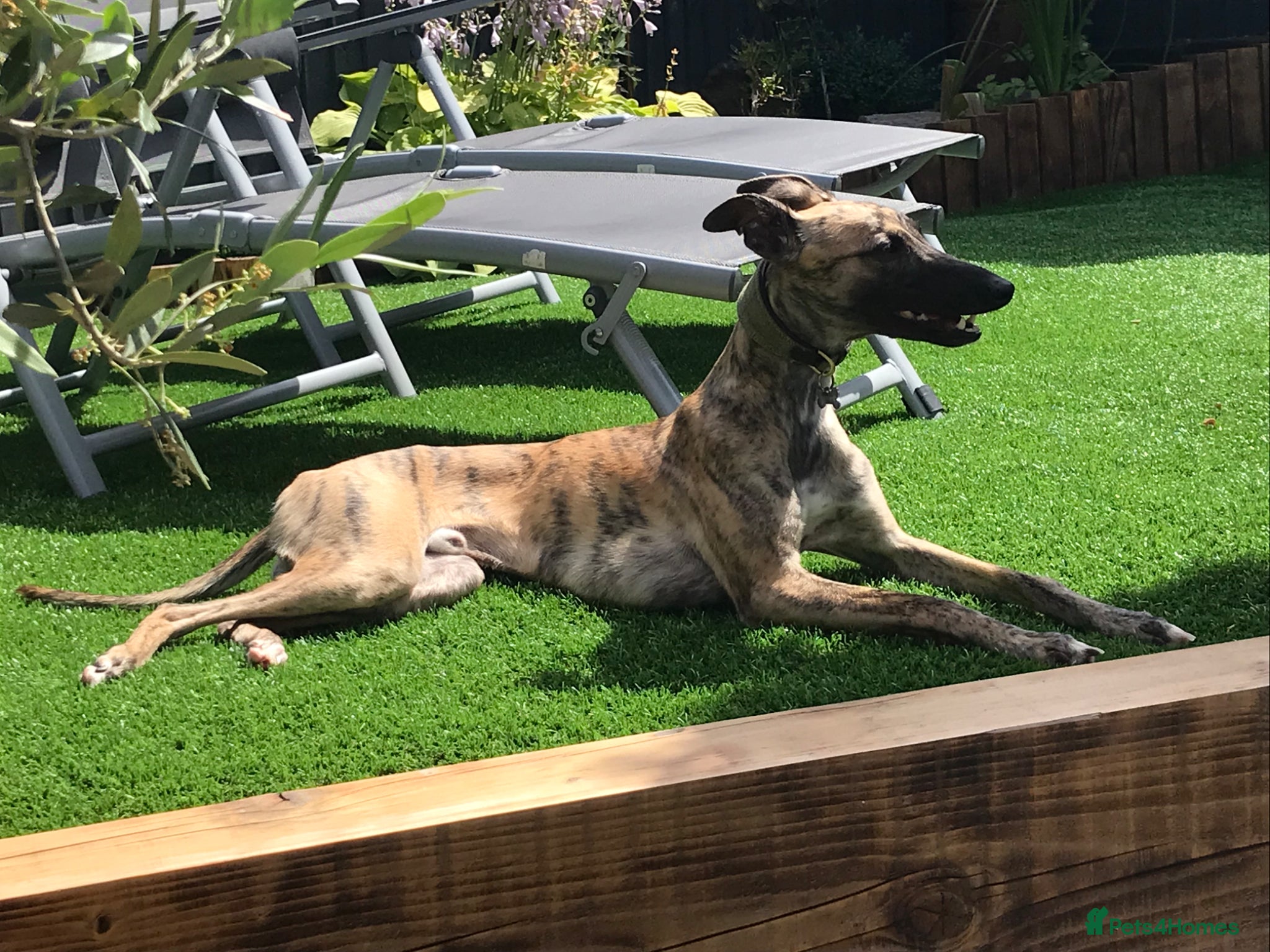 Whippet dogs for sale: Stunning pedigree whippets puppies  - Advert 6