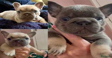 French Bulldog dogs - Advert 8