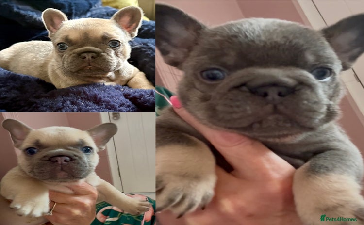 French Bulldog dogs - Advert 2
