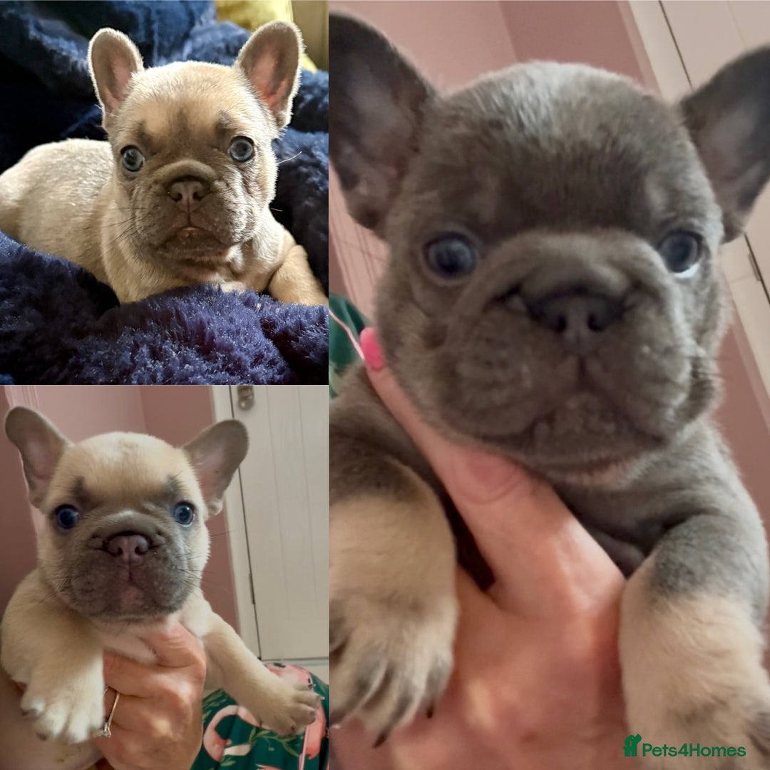 French Bulldog dogs for sale: QUALITY HEALTH TESTED KC FRENCH BULLDOG PUPPIES - Image 4