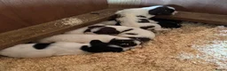 English Springer Spaniel dogs for sale: KC ESS springer spaniels in Cambridge - Advert 3