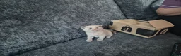 British Shorthair cats for sale: ☆☆ prestige chunky & fluffy, britsh shorthairs! ☆☆ - Advert 3